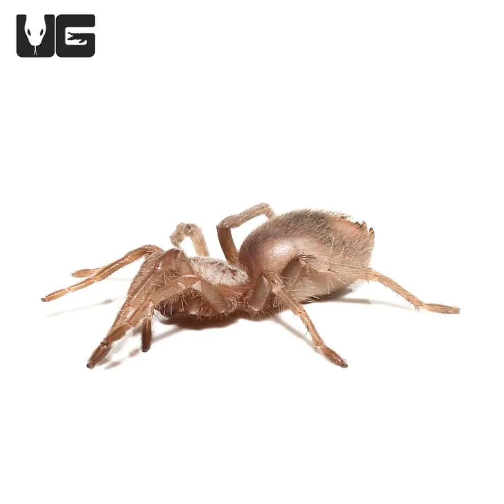 22269 salmon pink tarantula handling