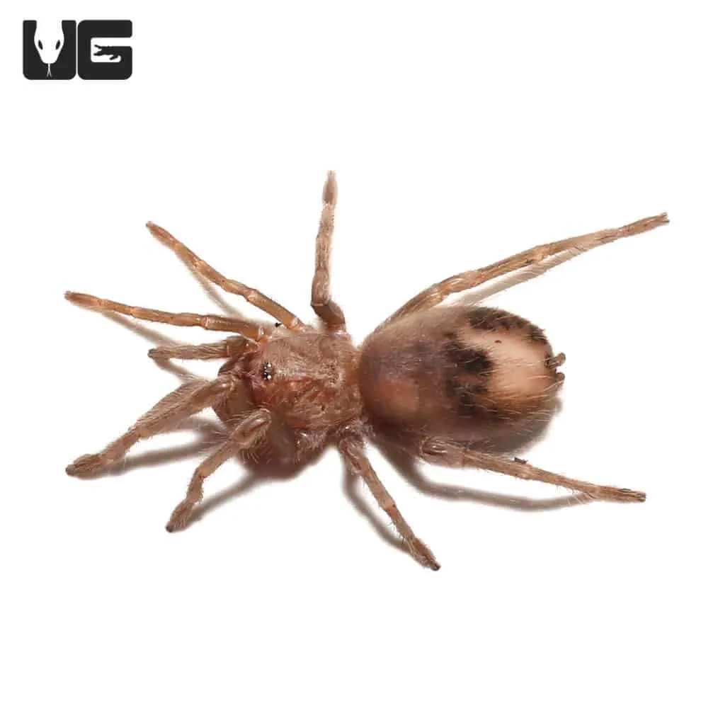 22269 salmon pink tarantula molting