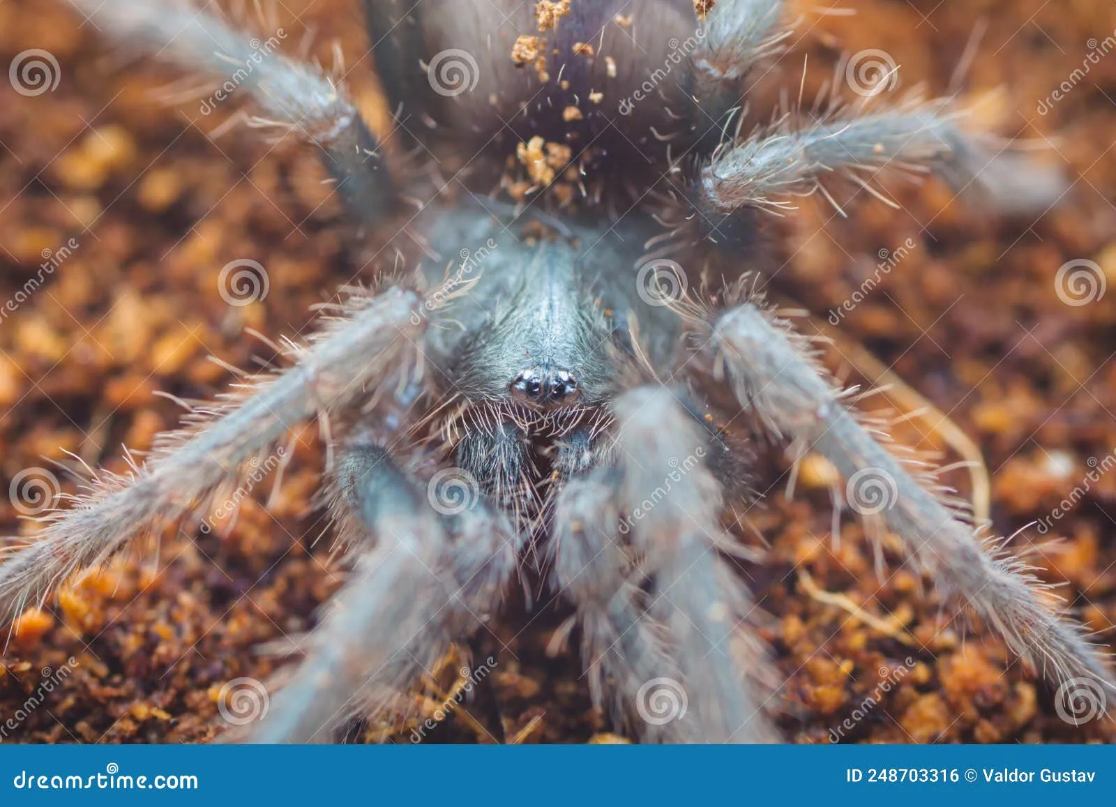 /img/22269-salmon-pink-tarantula-substrate.webp