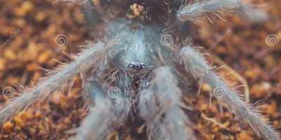/img/22269-salmon-pink-tarantula-substrate.webp