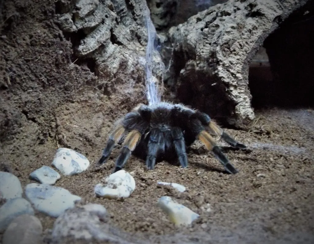 22269 salmon pink tarantula water