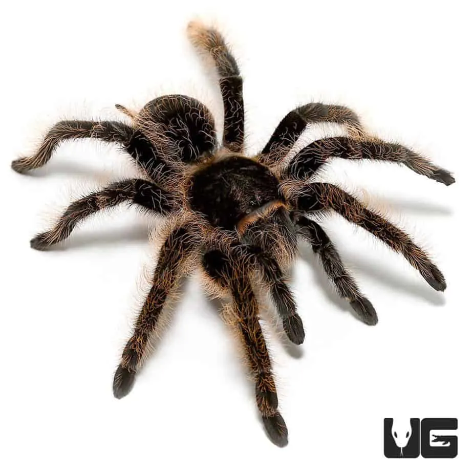 22270 curly hair tarantula close up