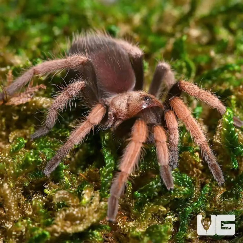 22270 curly hair tarantula molting