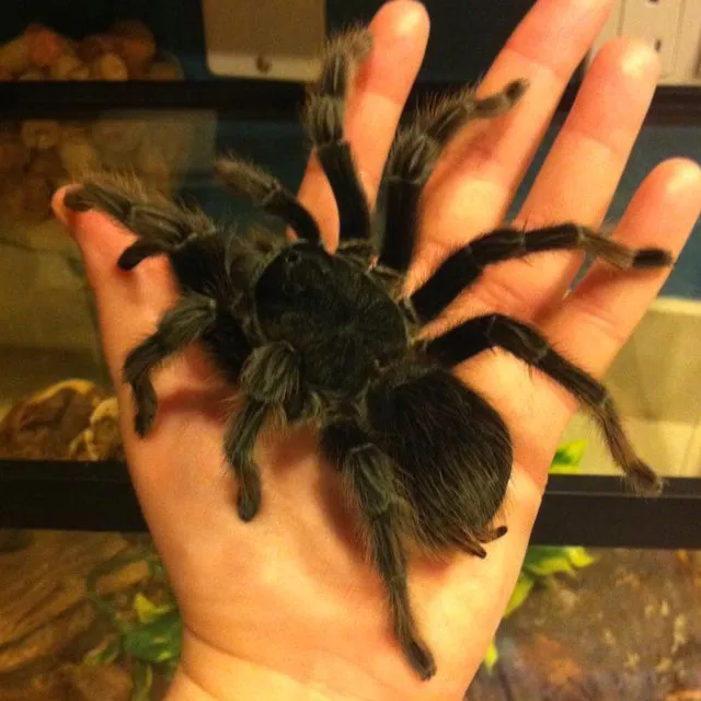 22272 mexican red knee