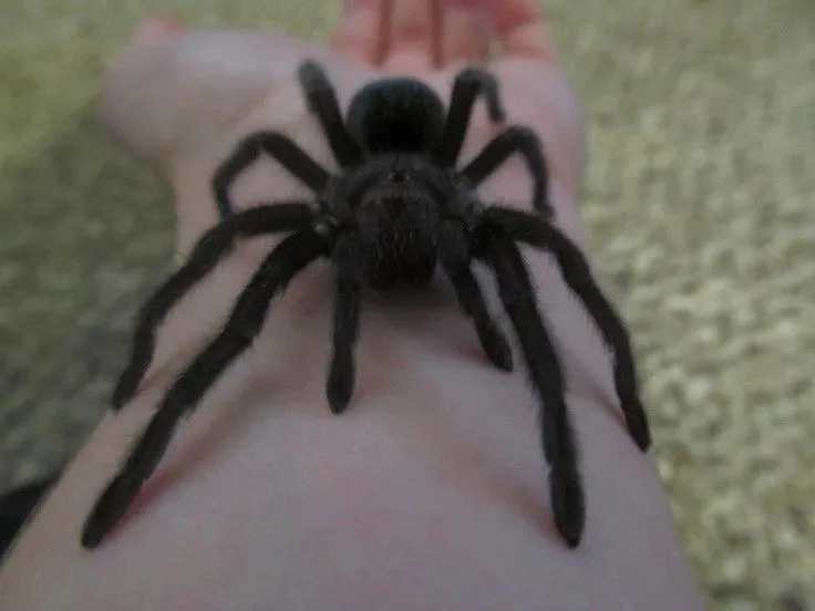 /img/22272-tarantula-feeding.webp