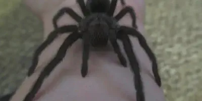 /img/22272-tarantula-feeding.webp