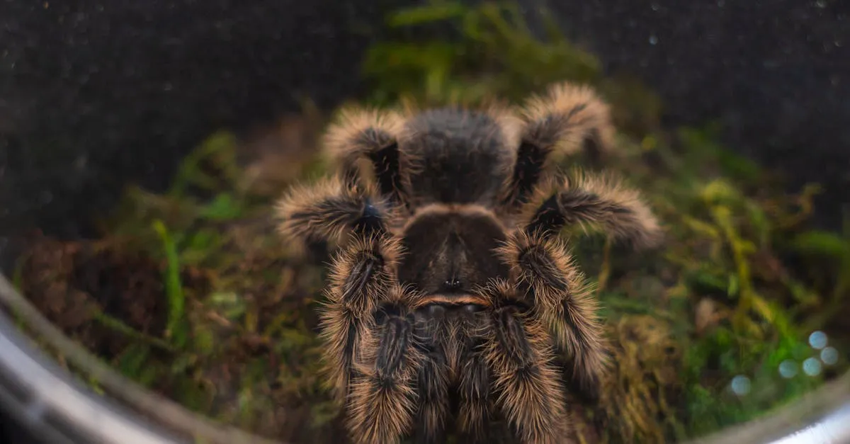 22273 007 tarantula image2