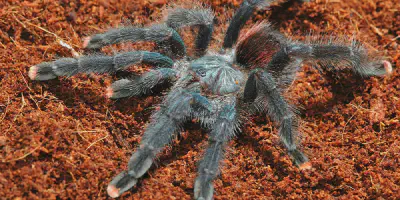 /img/22273-007-tarantula-image7.webp