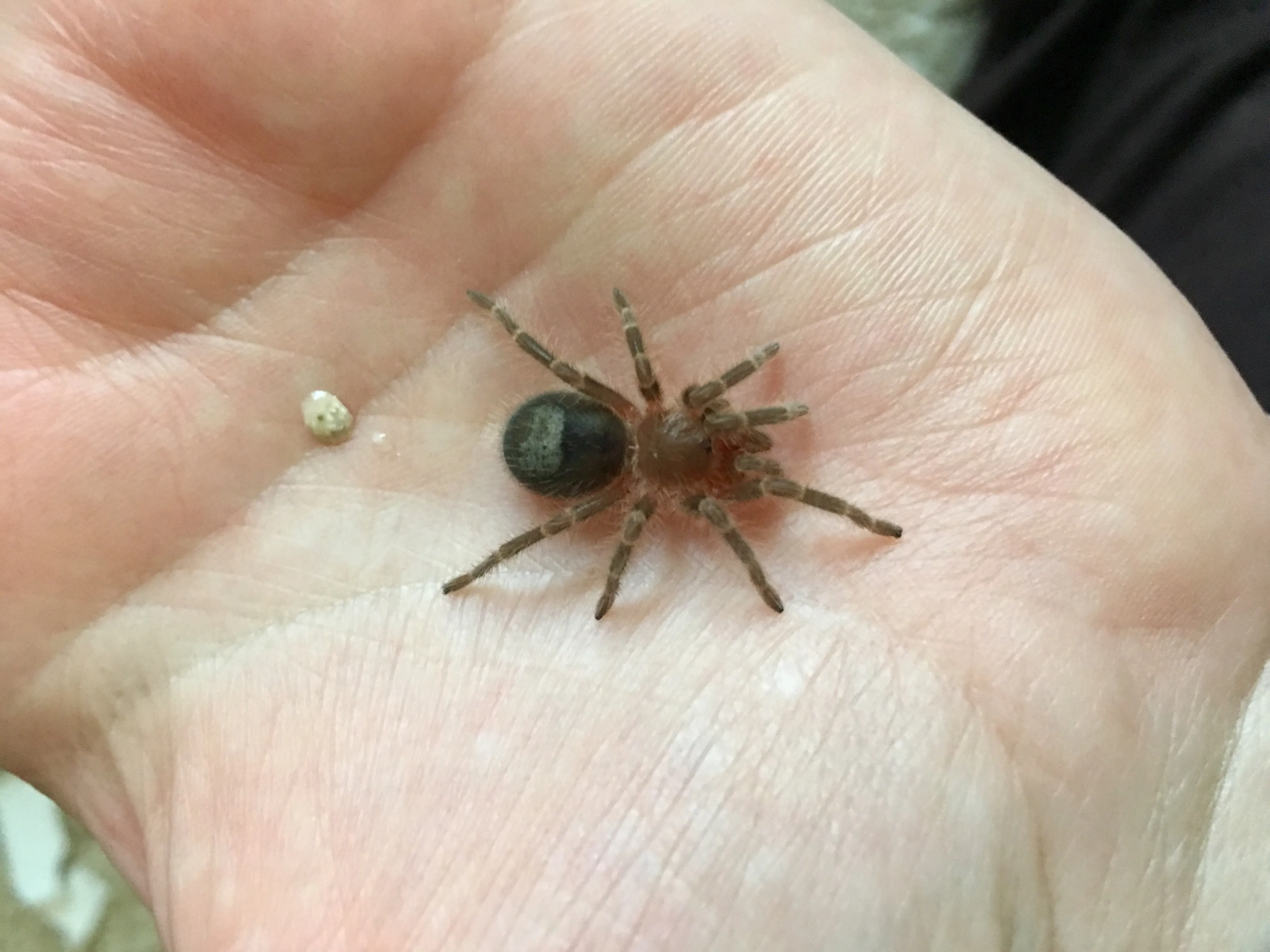 22275 tarantula poop frequency