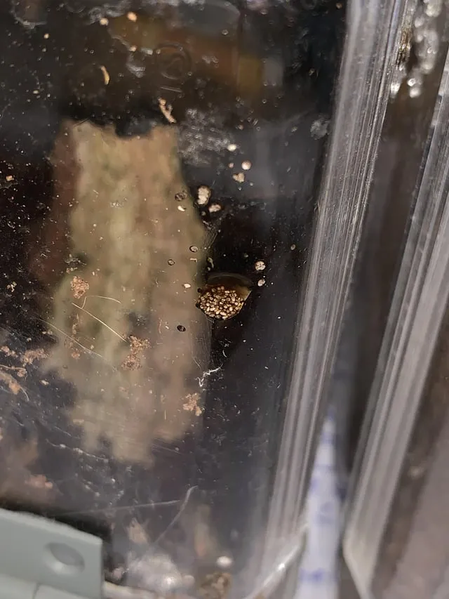 22275 tarantula poop handling