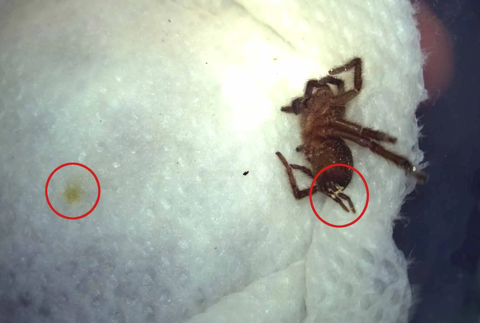 22275 tarantula poop projectile distance