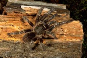 /img/22275-tarantula-species-variation.webp