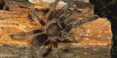 /img/22275-tarantula-species-variation.webp