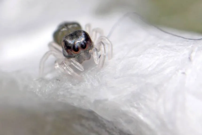 22280 baby tarantula feeding