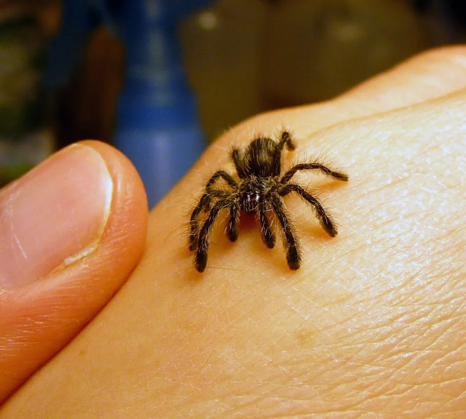 /img/22280-baby-tarantula-growth.webp