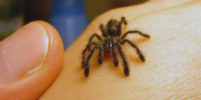 /img/22280-baby-tarantula-growth.webp