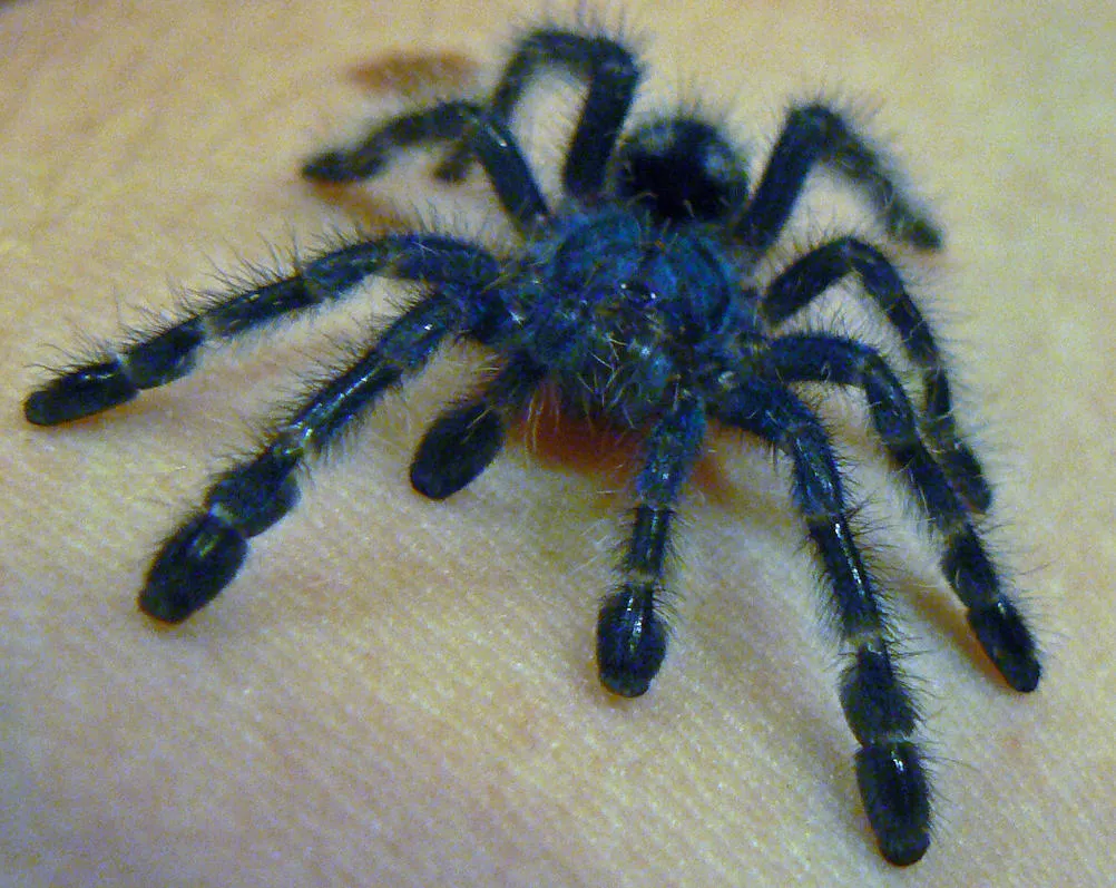 22280 tarantula handling