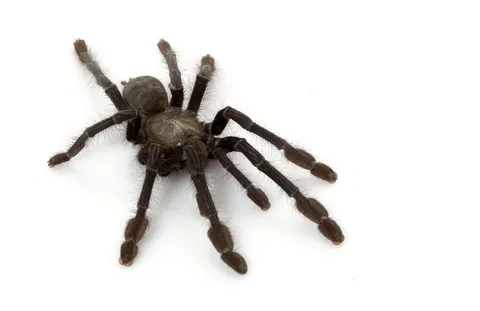 /img/22282-singapore-blue-tarantula-conservation.webp