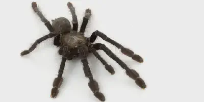 /img/22282-singapore-blue-tarantula-conservation.webp