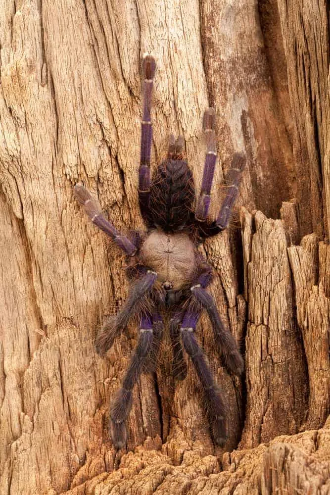 22282 singapore blue tarantula gardens parks