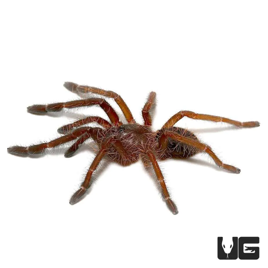 22282 singapore blue tarantula habitat