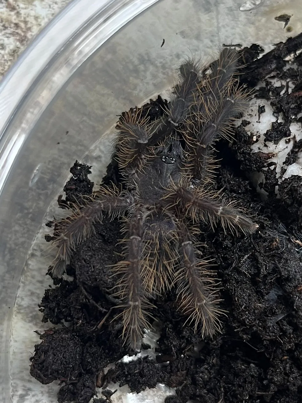 22282 singapore blue tarantula near water