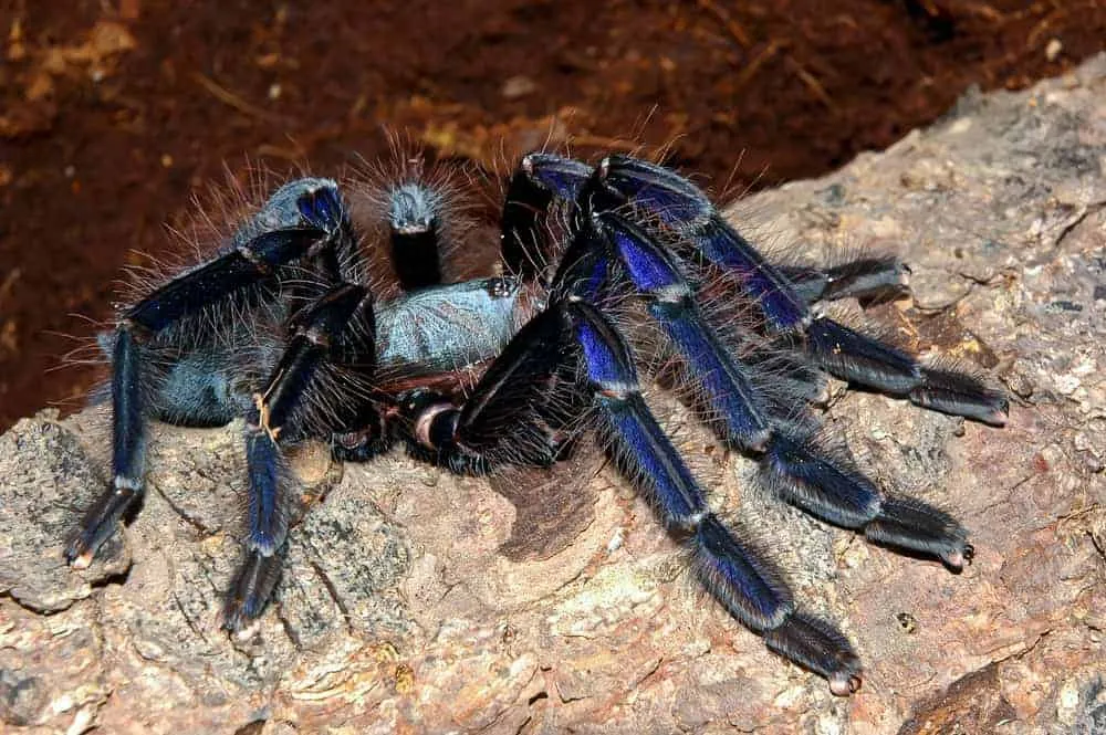 22282 singapore blue tarantula secondary forests
