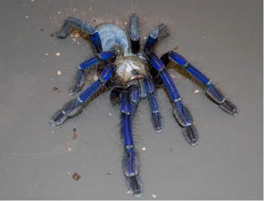 22282 singapore blue tarantula tools
