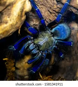 22282 singapore blue tarantula tropical rainforest