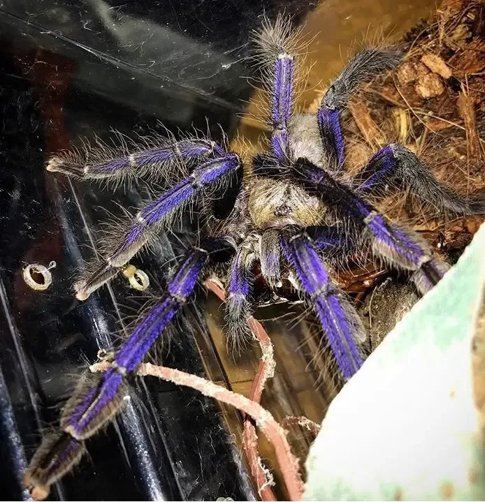 22282 singapore blue tarantula undisturbed areas
