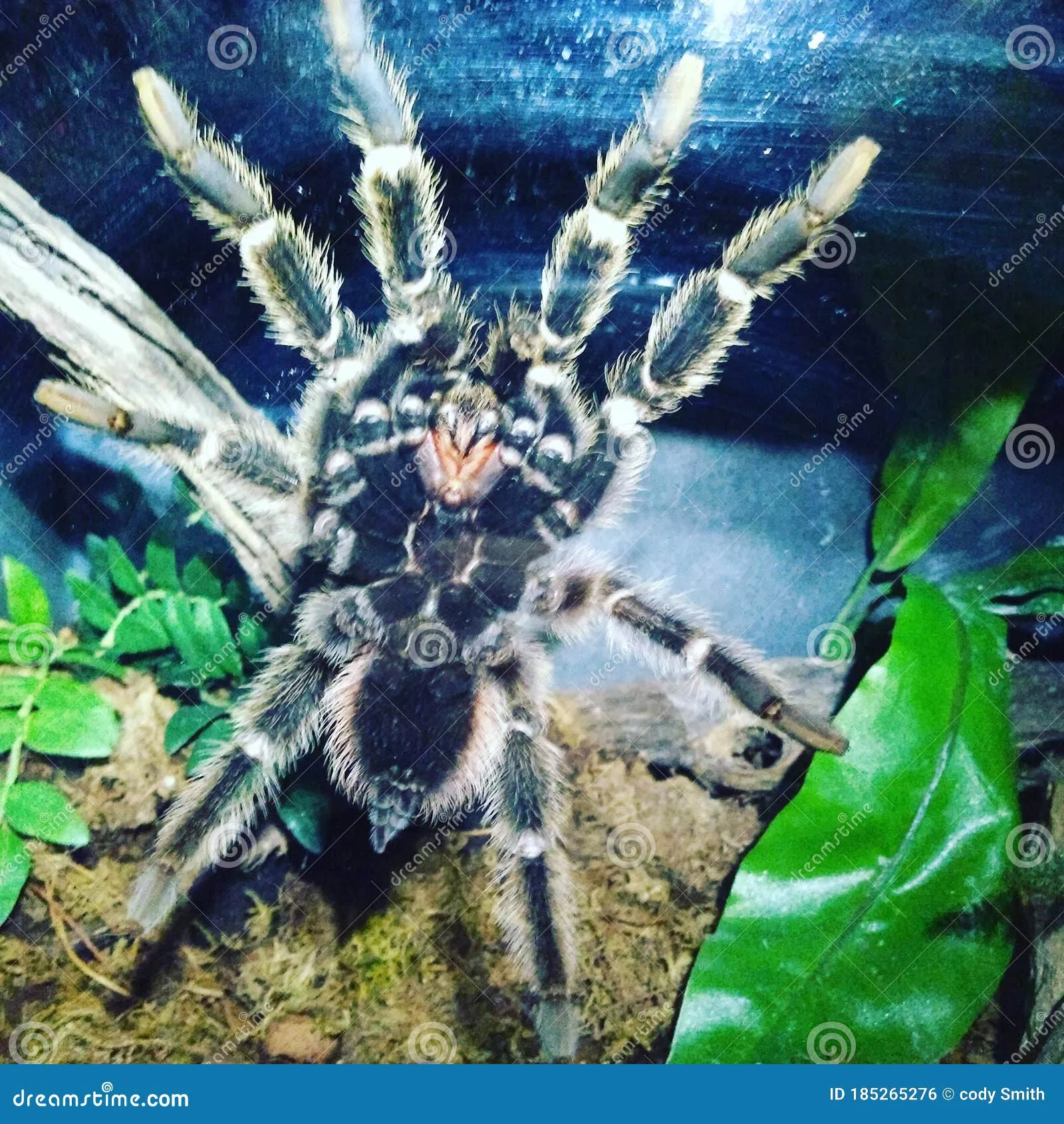 22283 tarantula setup