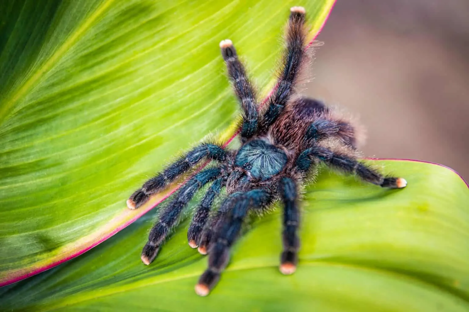 /img/22284-pink-foot-tarantula-breeding.webp