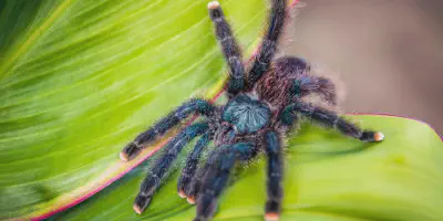 /img/22284-pink-foot-tarantula-breeding.webp