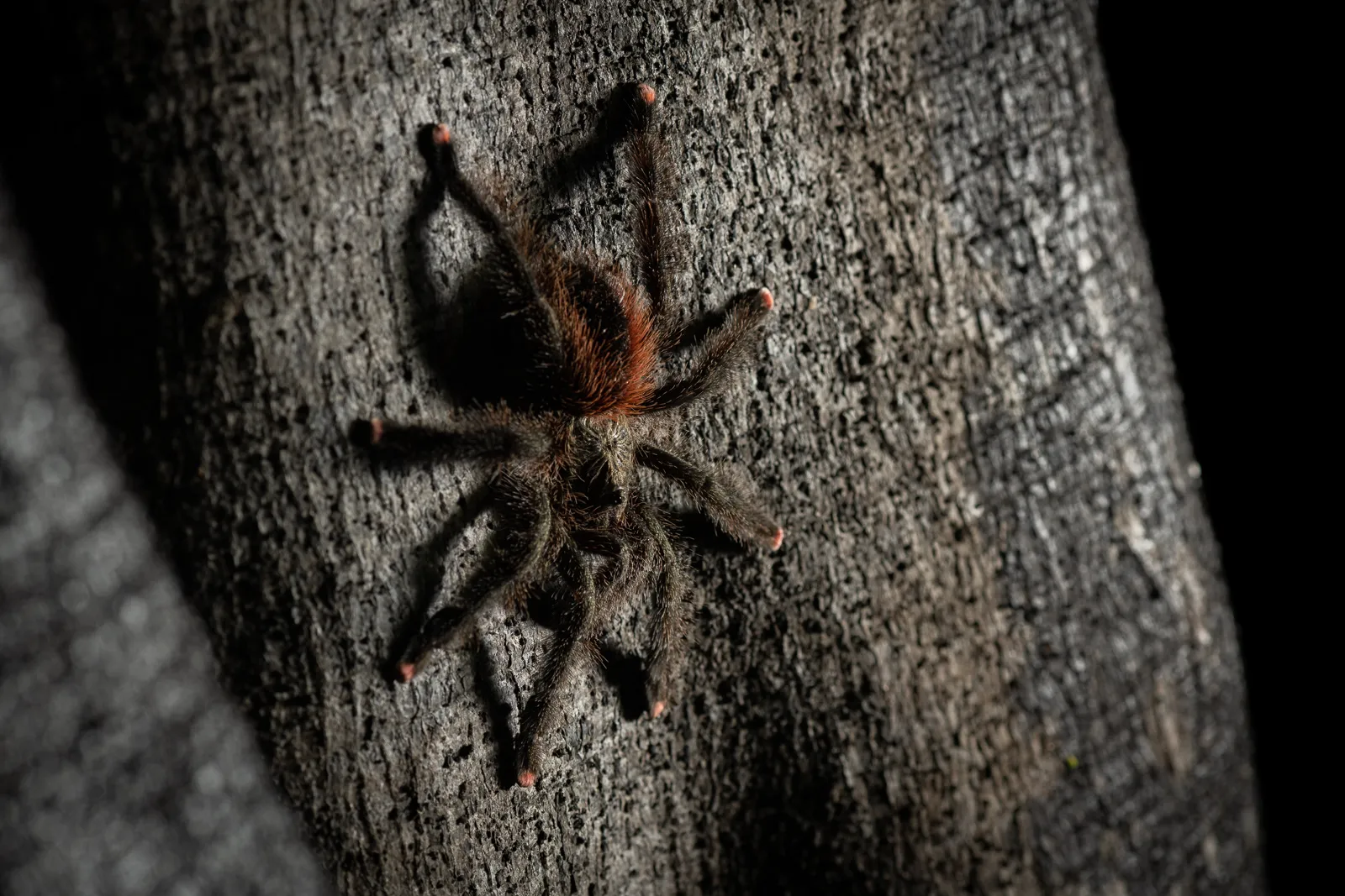 22284 pink foot tarantula enclosure