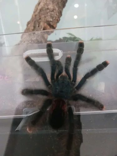 22284 pink foot tarantula feeding