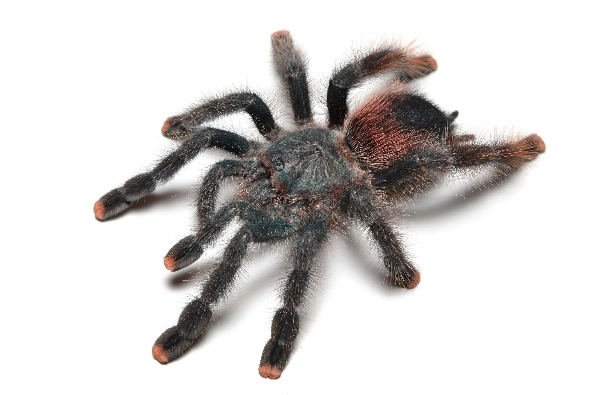 22284 pink foot tarantula handling