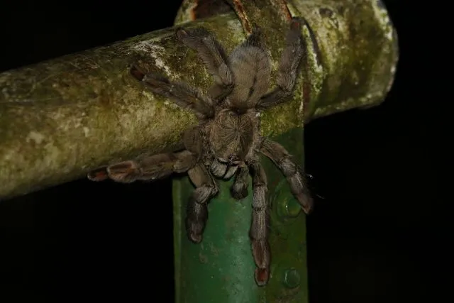 22284 pink foot tarantula molting