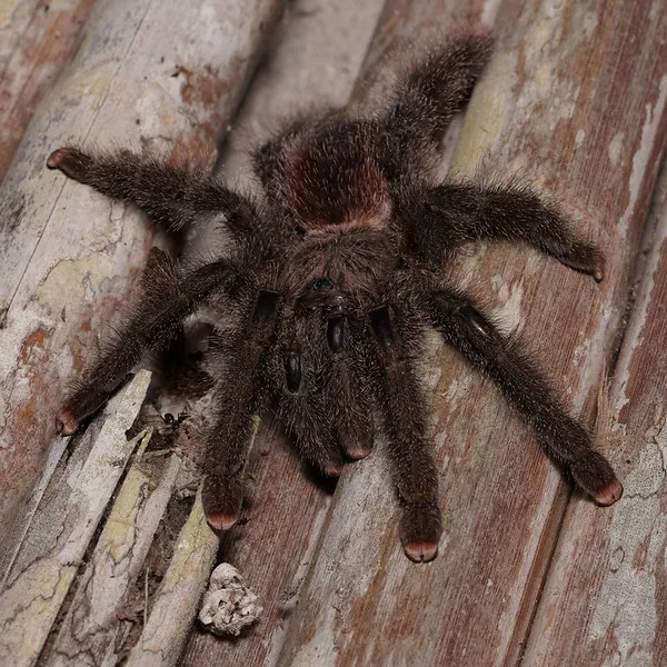 22284 pink foot tarantula overview