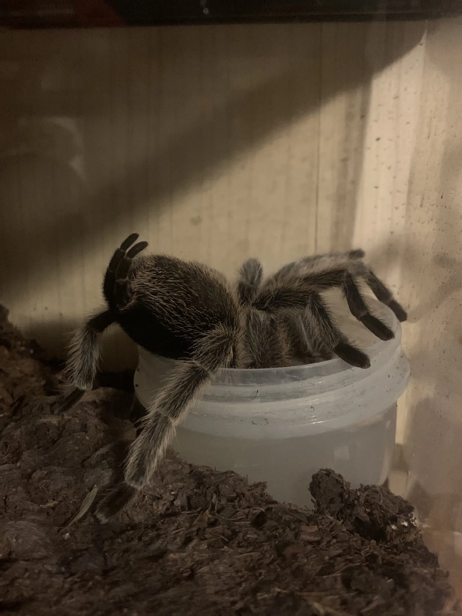22285 crickets for tarantulas