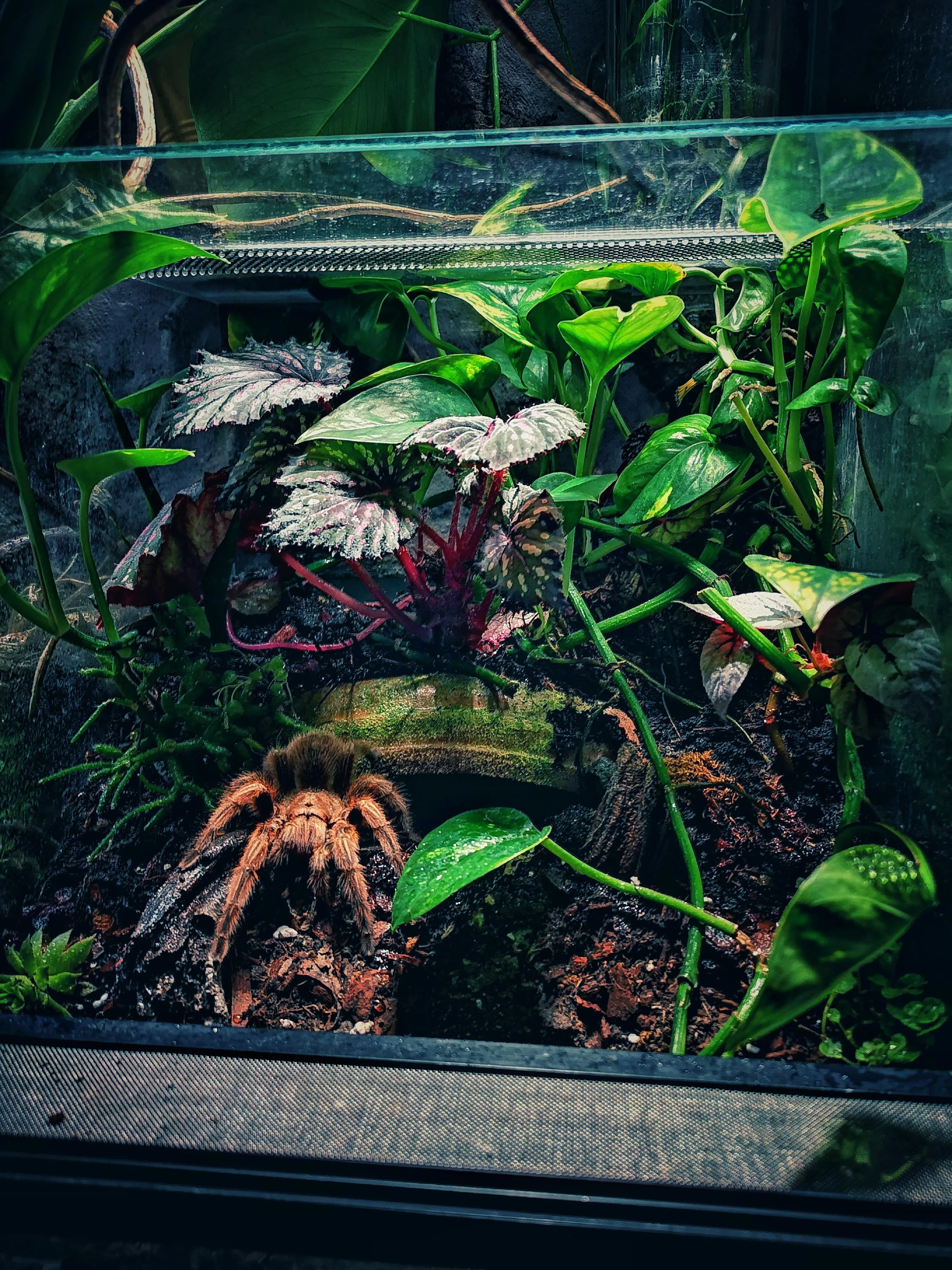 22285 mealworms for tarantulas