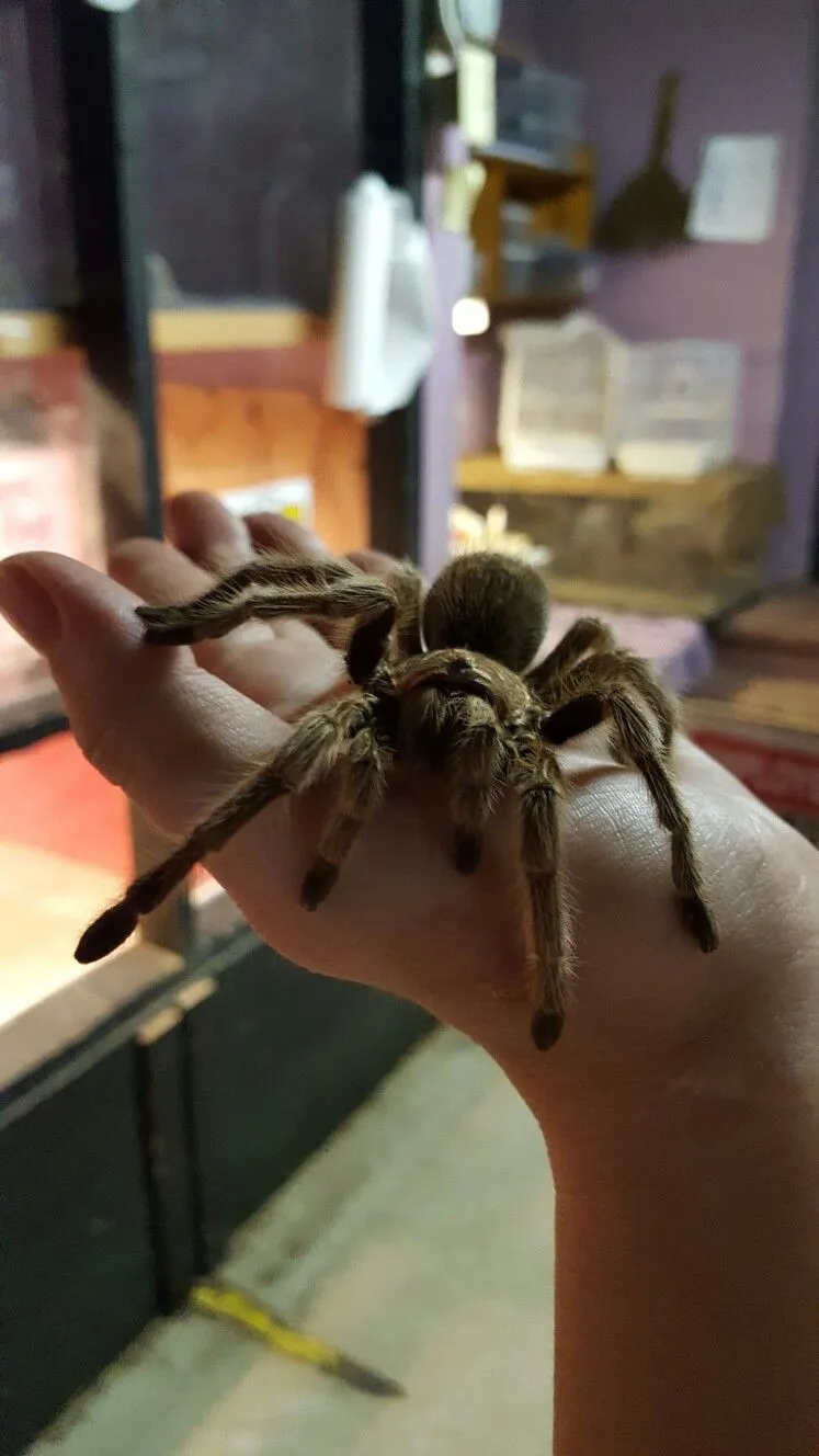 22285 roaches for tarantulas