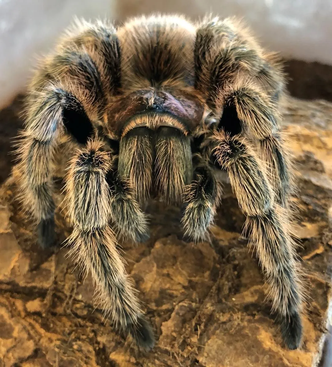 22285 rose hair tarantula eating