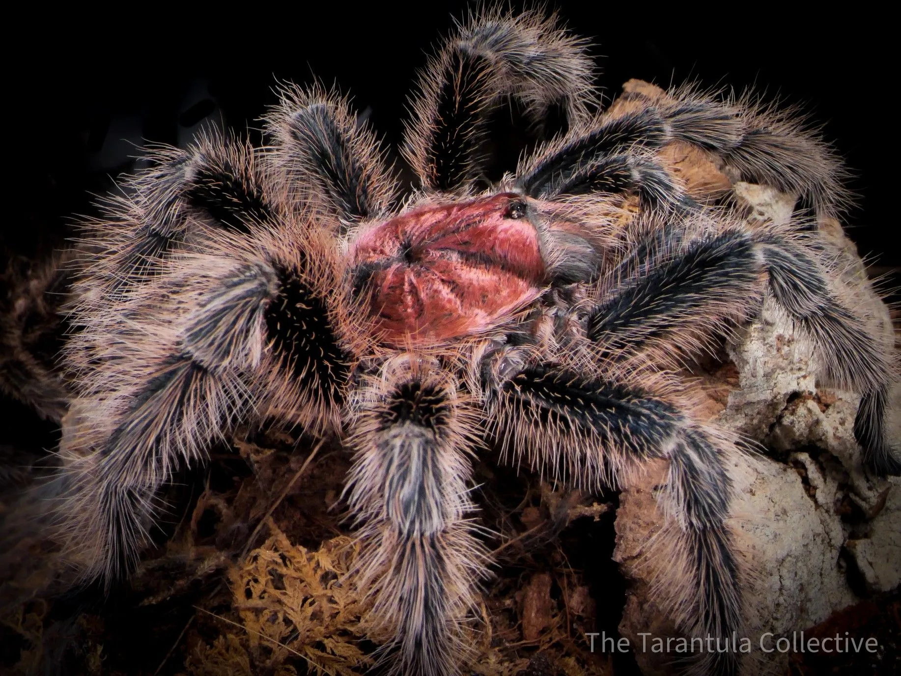 /img/22285-rose-hair-tarantula-habitat.webp