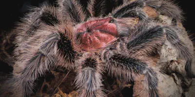 /img/22285-rose-hair-tarantula-habitat.webp