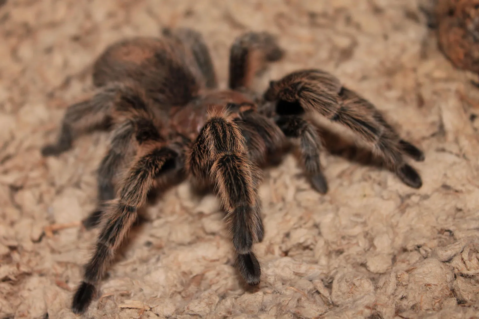 22285 water dish for tarantula