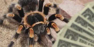 /img/22286-acnh-bells.webp