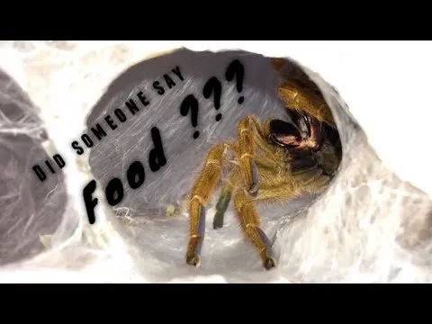 22286 acnh tarantula catching
