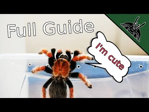22286 acnh tarantula selling