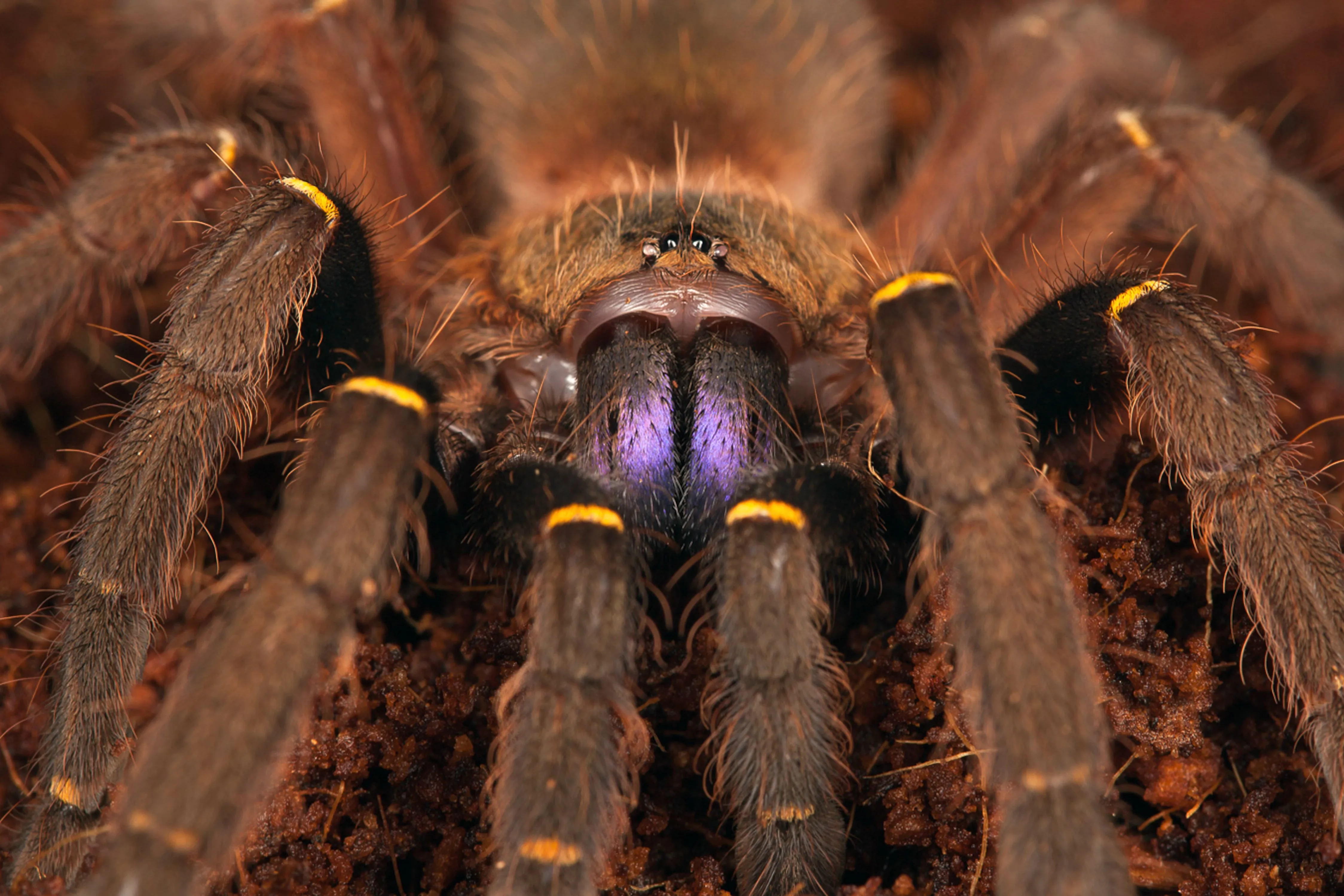 22287 dangerous tarantula species
