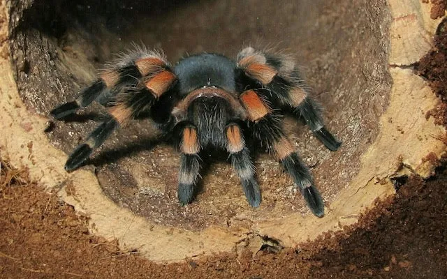 22287 safe tarantula handling